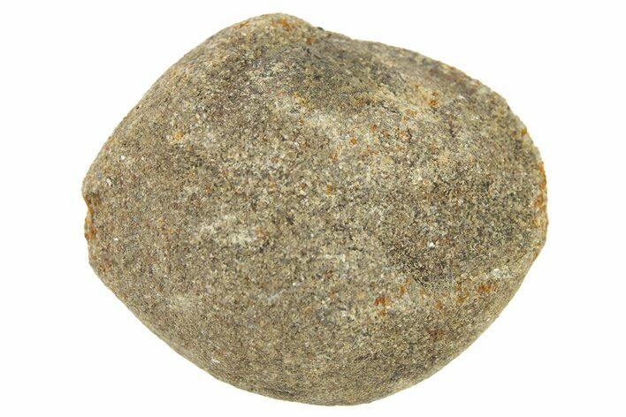 Pennsylvanian Ovule (Trigonocarpus) Fossil - Illinois #262518